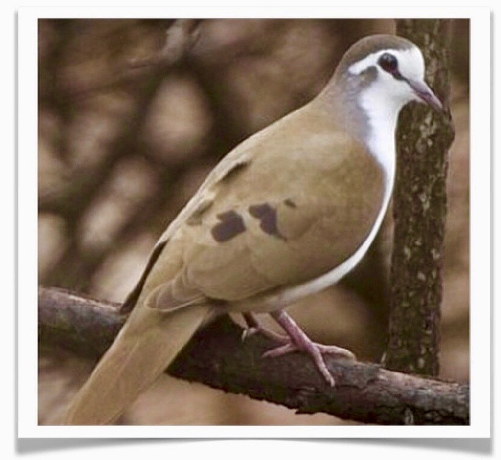 Buy Tambourine Doves Online - Image 2