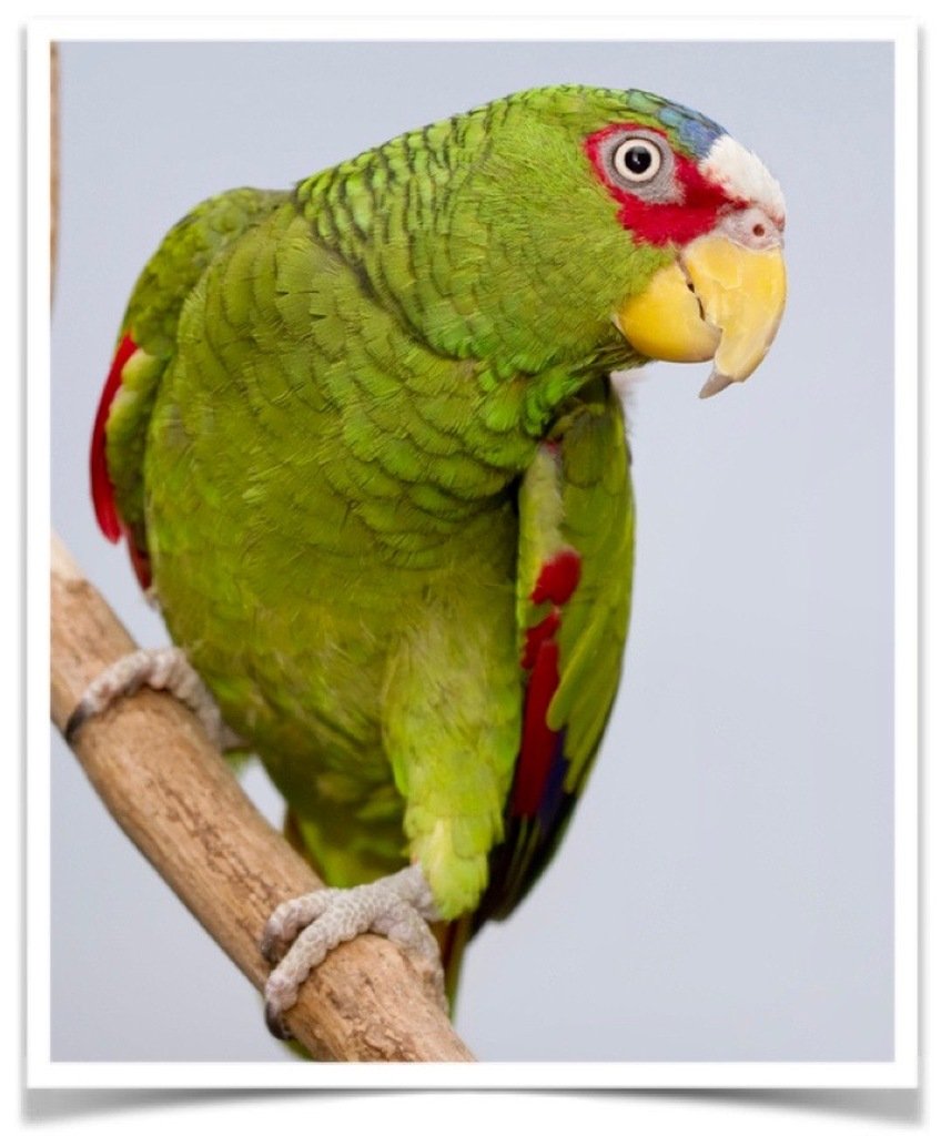 Buy White Fronted Amazon Online