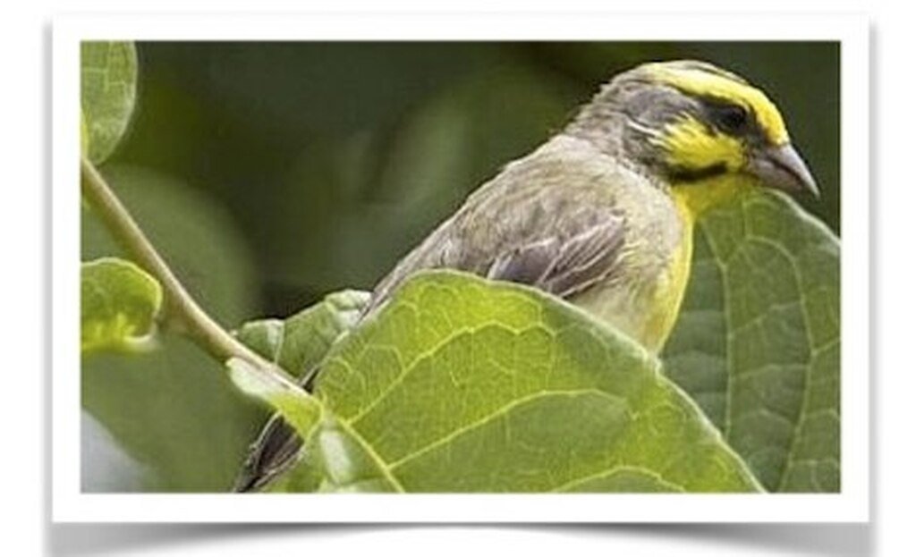 Buy White-tipped Green Singer Online - Image 2
