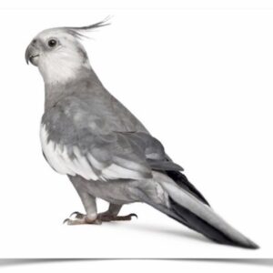 Buy Cockatiel - White-faced Online