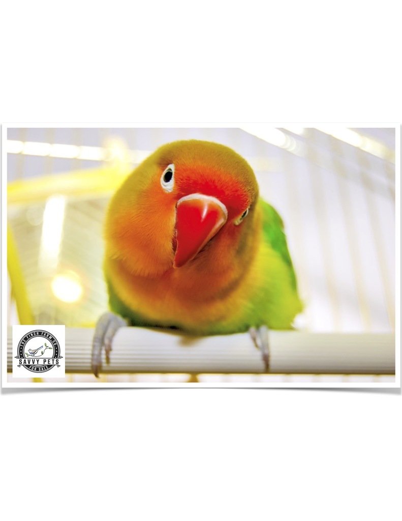 Buy Lovebirds - Fischer's Online - Image 2