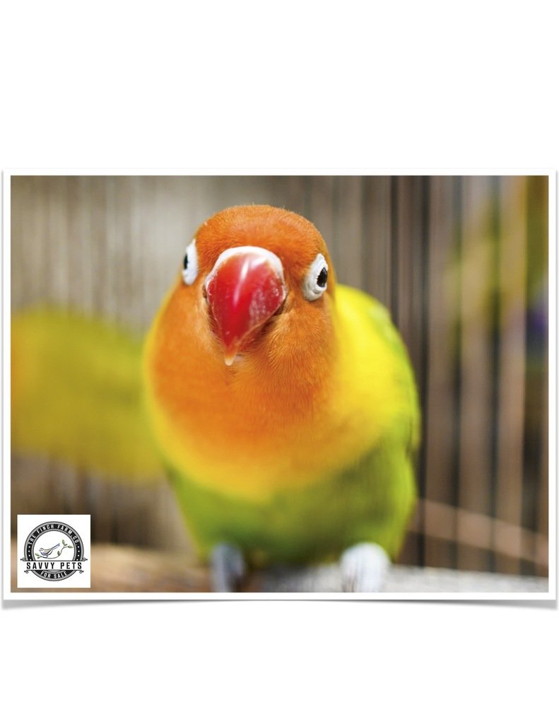 Buy Lovebirds - Fischer's Online