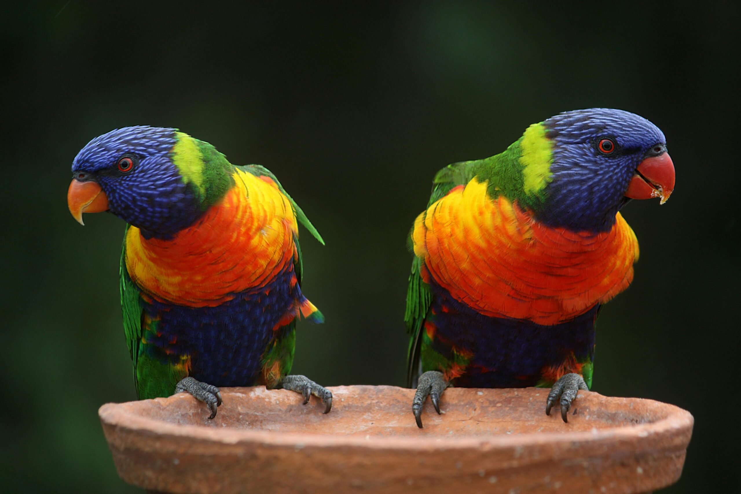 Exotic Birds Online