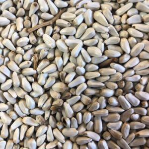 Safflower